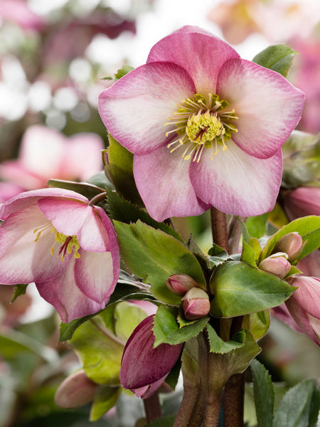 Helleborus HGC® Ice N' Roses® Rose (Helleborus Gold Collection® Lenten Rose)