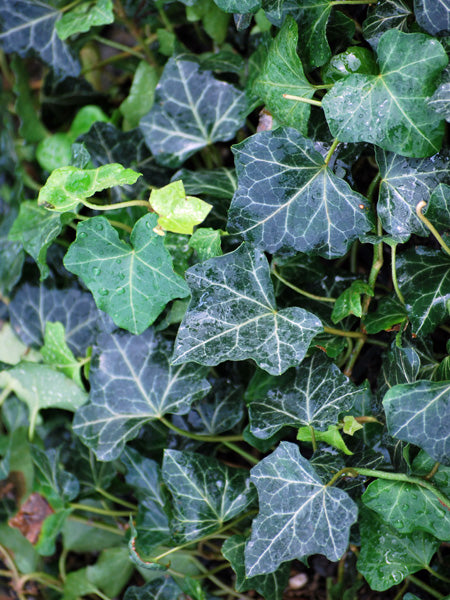 Hedera helix 'Baltica' (Baltic Ivy)