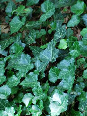 Ivy (Hedera Helix)