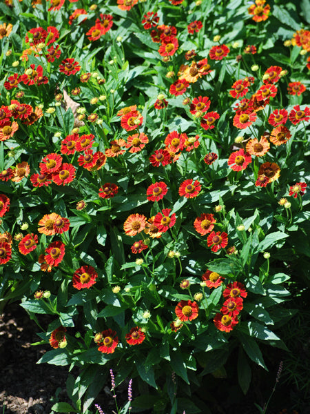 Helenium autumnale Mariachi™ 'Salsa' (Helen's Flower, Sneezeweed)