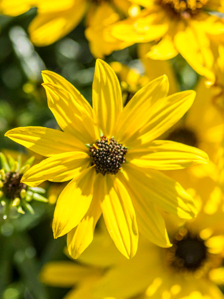 Helianthus s. ‘Autumn Gold’ (Willowleaf Sunflower)