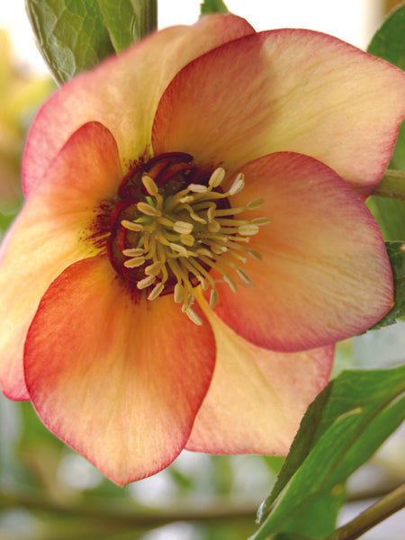 Helleborus x hybridus Winter Jewels® 'Apricot Blush' (Lenten Rose)