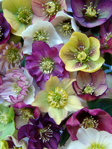 Helleborus orientalis 'Brandywine' (Lenten Rose)