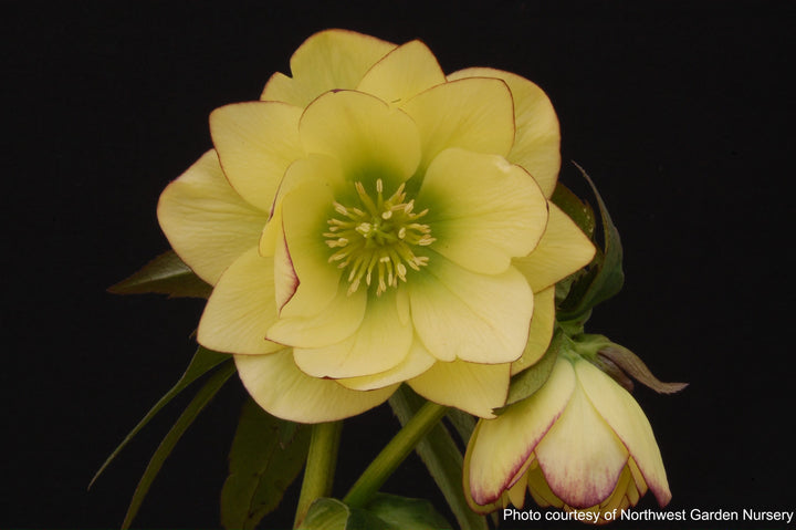 Helleborus W.J. 'Golden Lotus' (Winter Jewels® Series Lenten Rose)