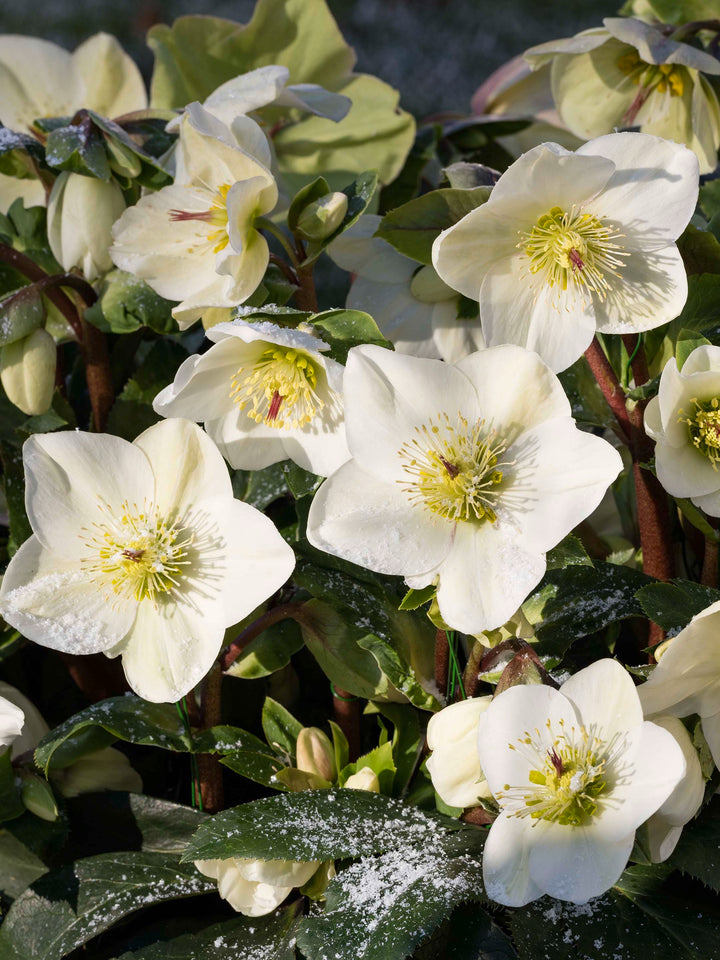 Helleborus HGC® Ice N' Roses® White (Helleborus Gold Collection® Lenton Rose)