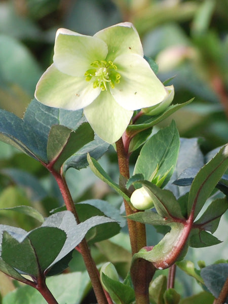 Helleborus 'Ivory Prince' (Lenten Rose)