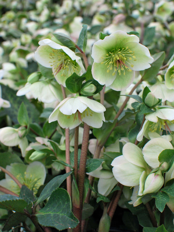 Helleborus x Frostkiss® Molly's White (Lenten Rose)