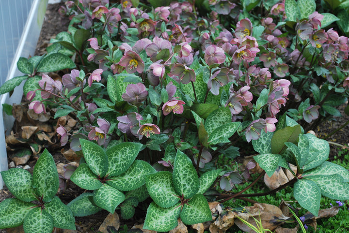 Helleborus x Frostkiss® Penny's Pink (Lenten Rose)