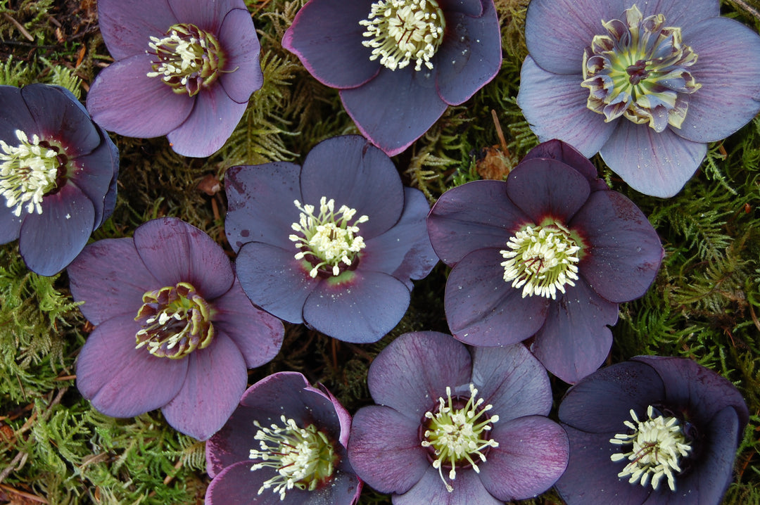 Helleborus x hybridus Winter Jewels® 'Black Diamond' (Lenten Rose)