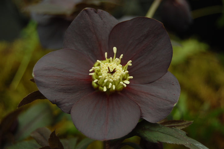 Helleborus x hybridus Winter Jewels® 'Black Diamond' (Lenten Rose)