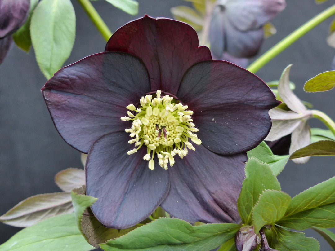 Helleborus x hybridus Winter Jewels® 'Black Diamond' (Lenten Rose)