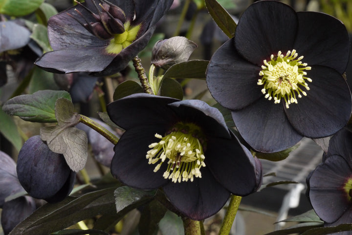 Helleborus x hybridus Winter Jewels® 'Black Diamond' (Lenten Rose)