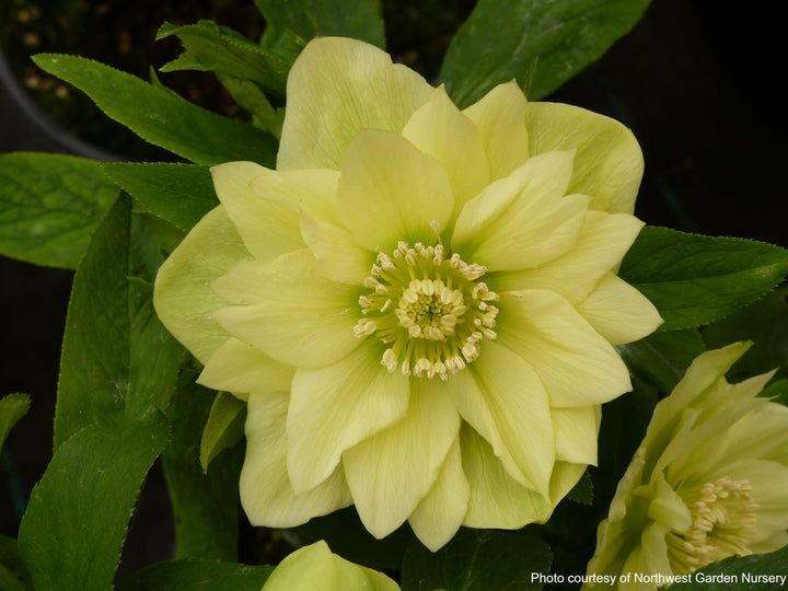 Helleborus W.J. 'Golden Lotus' (Winter Jewels® Series Lenten Rose)