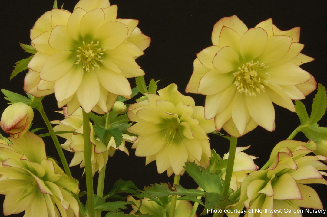 Helleborus W.J. 'Golden Lotus' (Winter Jewels® Series Lenten Rose)