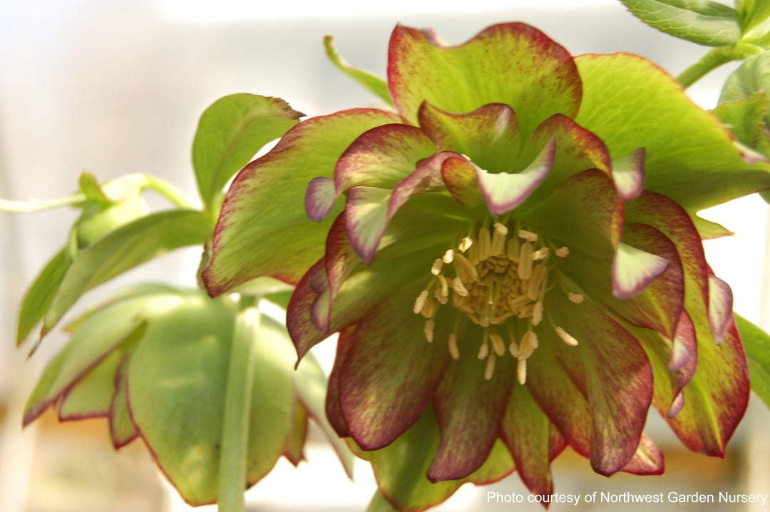 Helleborus W.J. 'Golden Lotus' (Winter Jewels® Series Lenten Rose)