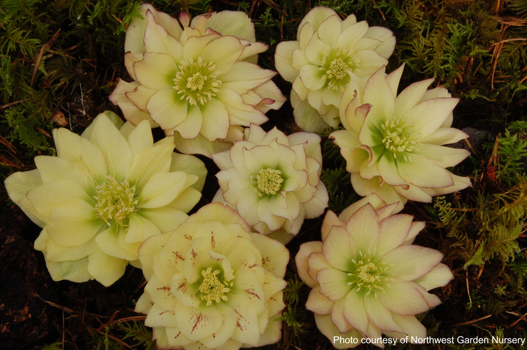 Helleborus W.J. 'Golden Lotus' (Winter Jewels® Series Lenten Rose)