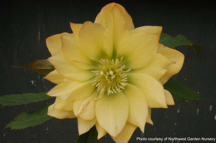 Helleborus W.J. 'Golden Lotus' (Winter Jewels® Series Lenten Rose)