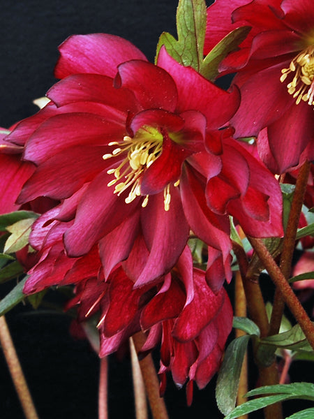 Helleborus x hybridus Winter Jewels® 'Red Sapphire' (Lenten Rose)