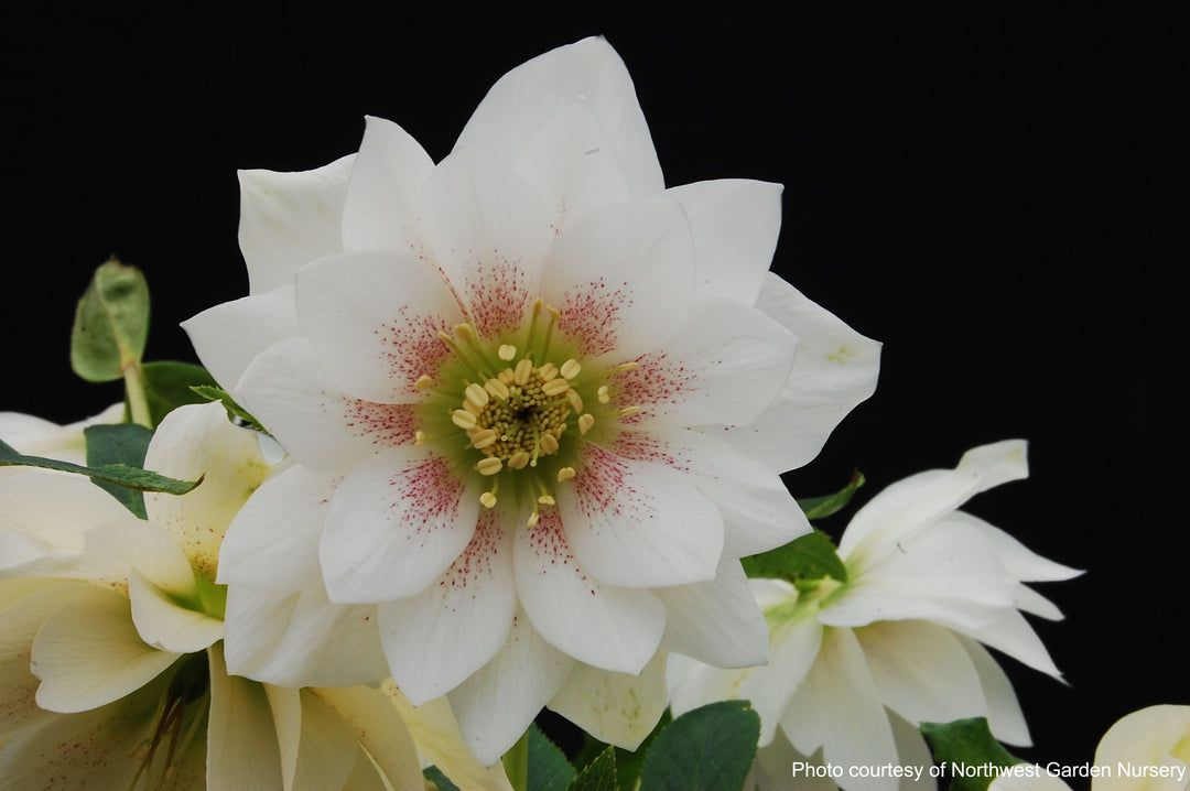 Helleborus W.J. 'Sparkling Diamond' (Winter Jewels® Series Lenten Rose)