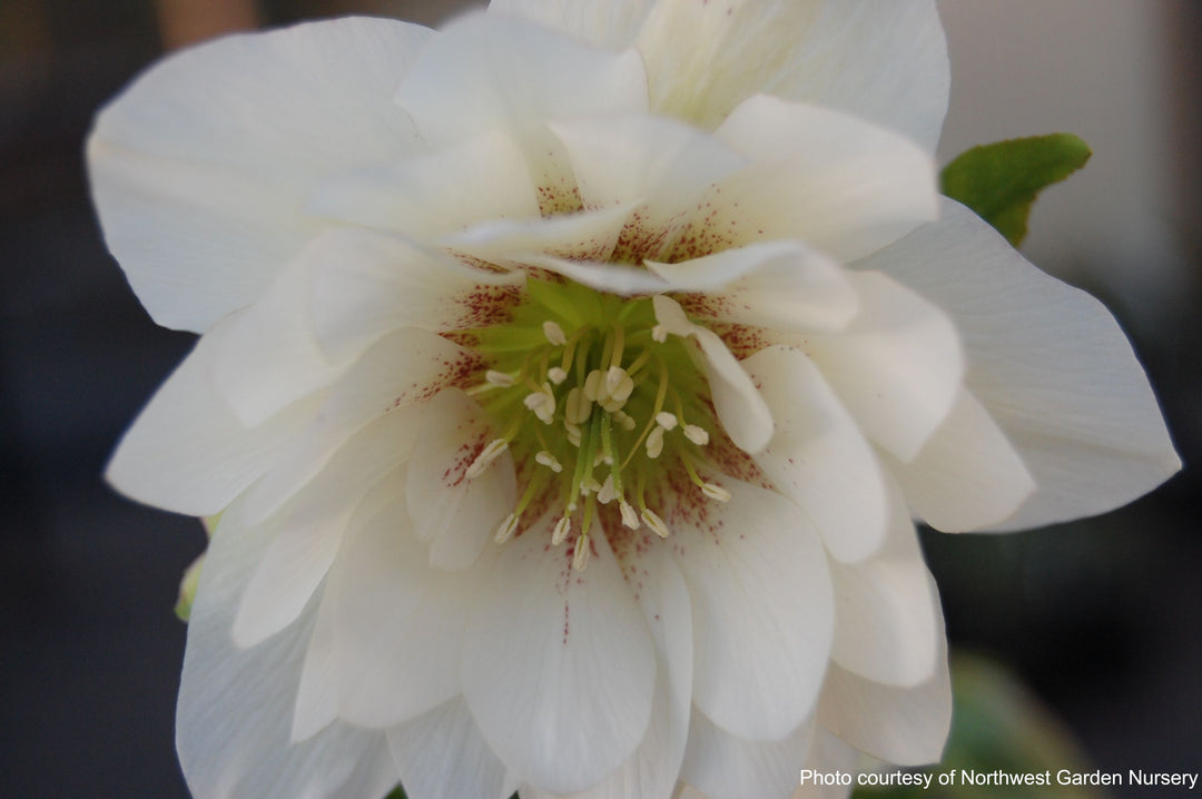 Helleborus W.J. 'Sparkling Diamond' (Winter Jewels® Series Lenten Rose)