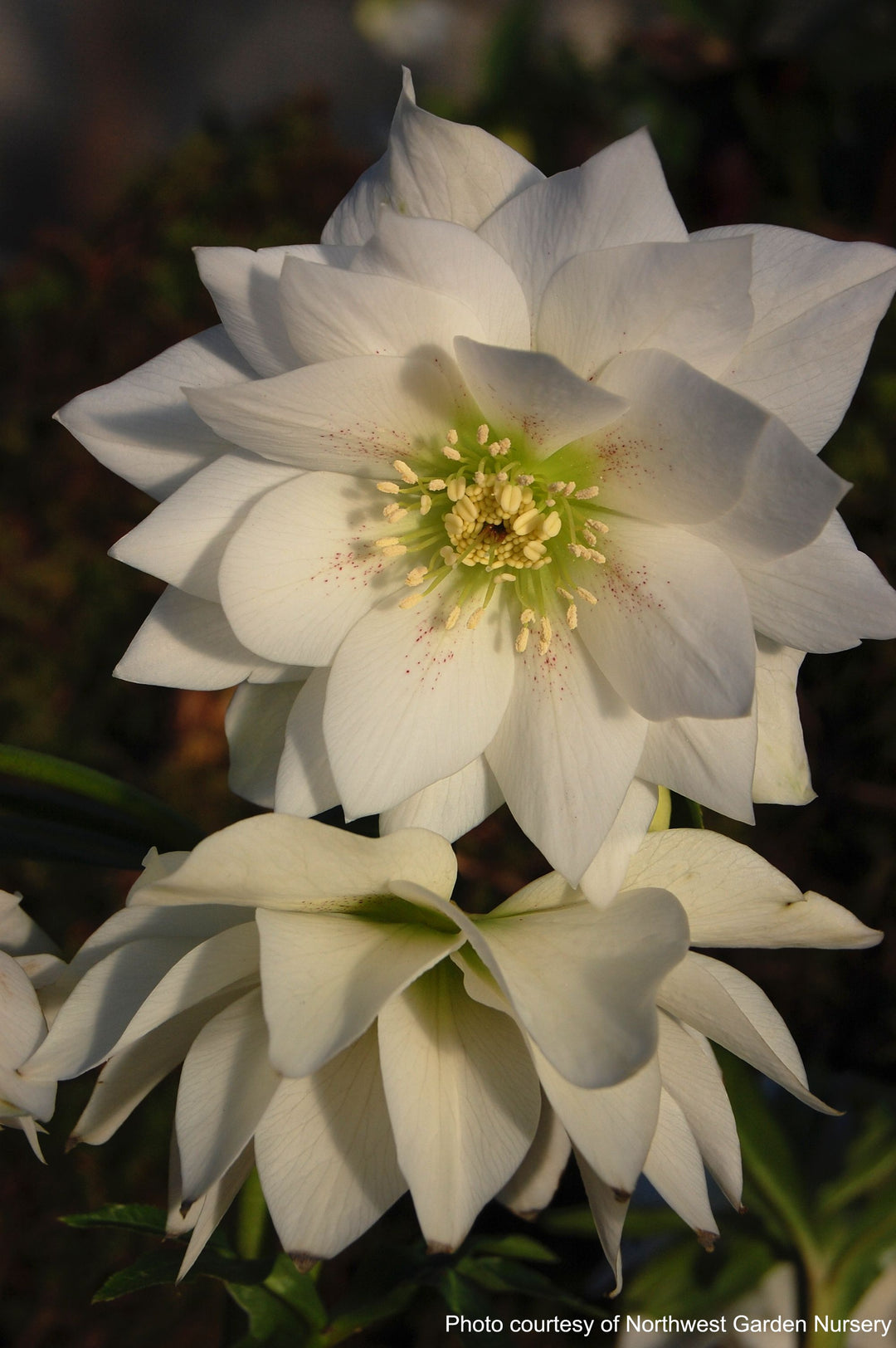 Helleborus W.J. 'Sparkling Diamond' (Winter Jewels® Series Lenten Rose)