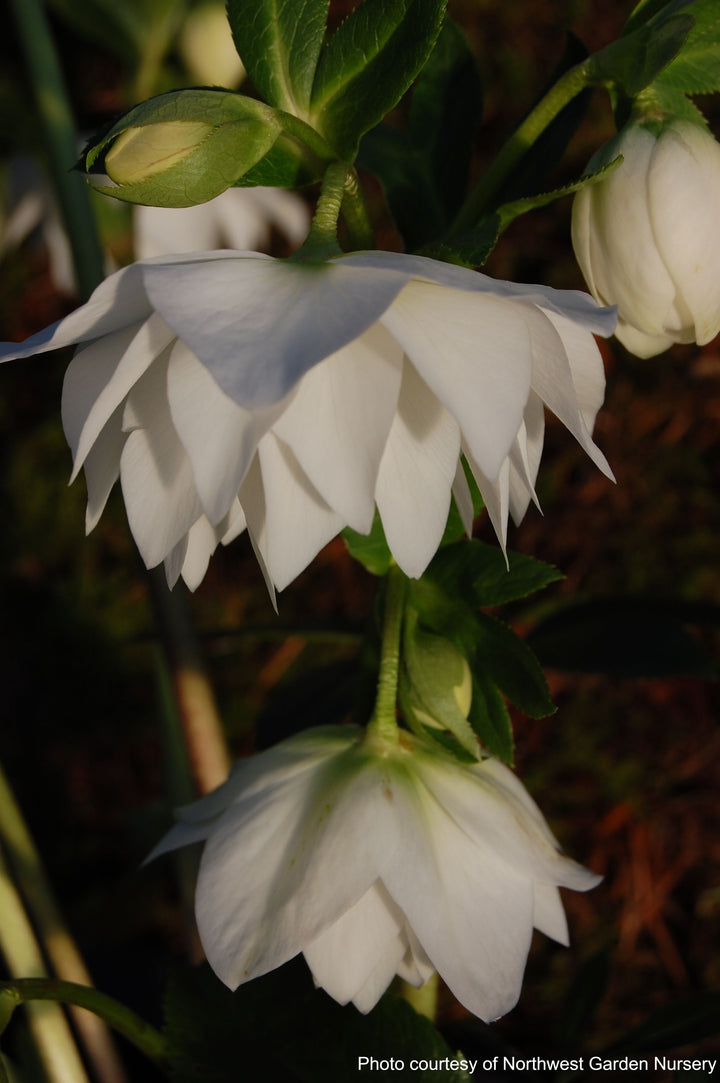 Helleborus W.J. 'Sparkling Diamond' (Winter Jewels® Series Lenten Rose)