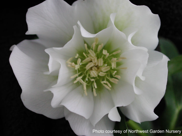 Helleborus W.J. 'Sparkling Diamond' (Winter Jewels® Series Lenten Rose)