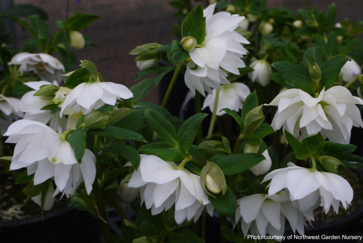 Helleborus W.J. 'Sparkling Diamond' (Winter Jewels® Series Lenten Rose)