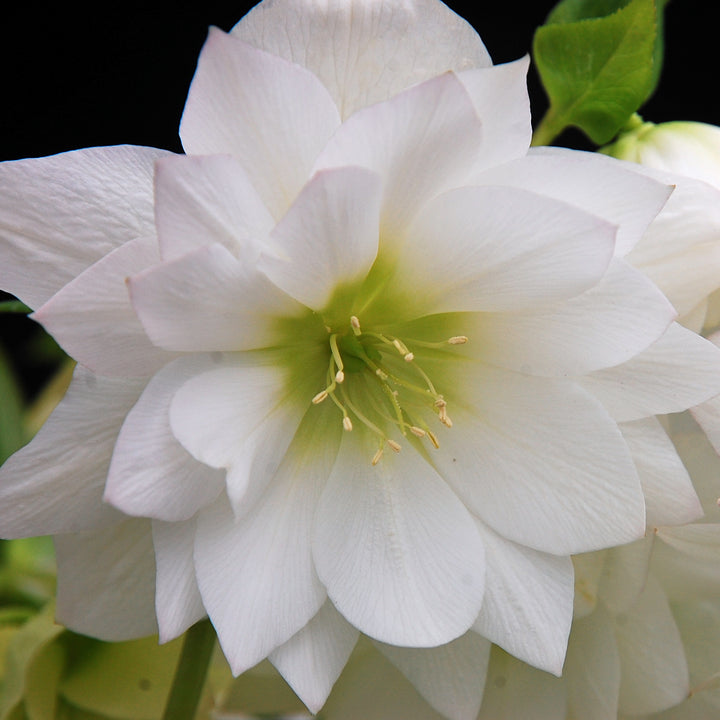 Helleborus W.J. 'Sparkling Diamond' (Winter Jewels® Series Lenten Rose)