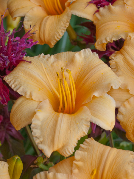 Hemerocallis ‘Apricot Sparkles’ (Daylily)