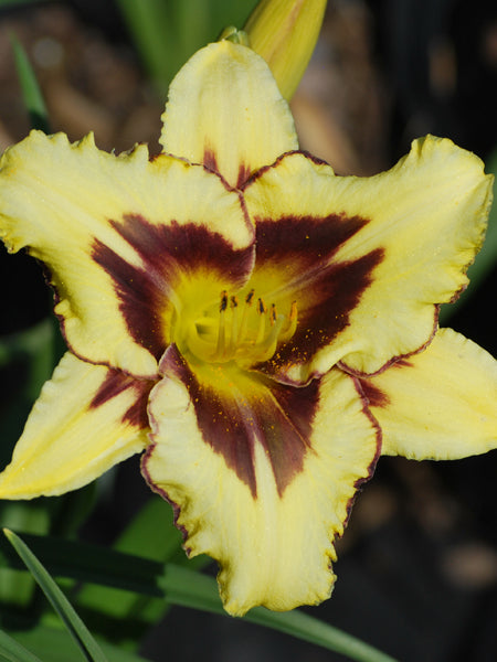 Hemerocallis 'El Desperado' (Daylily)