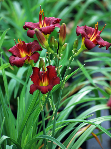 Hemerocallis 'Pardon Me' (Daylily)