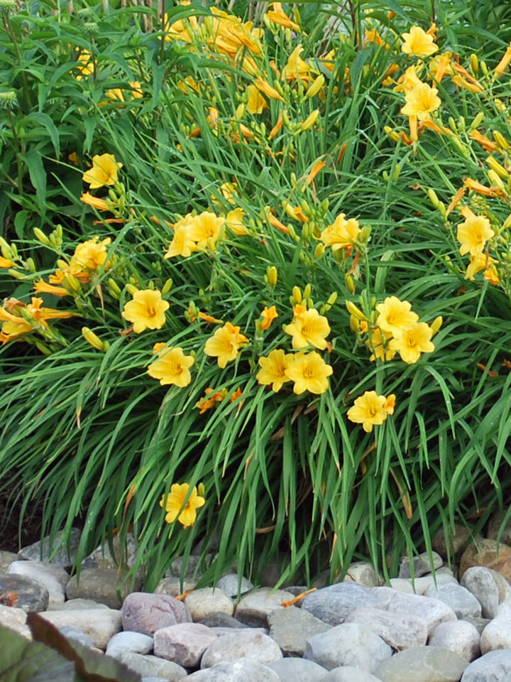 Hemerocallis 'Stella de Oro' (Daylily)