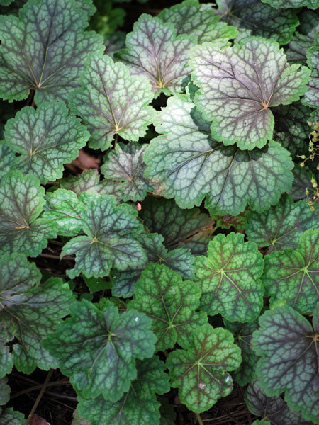 Heuchera americana 'Dale's Strain' (Coral Bells)