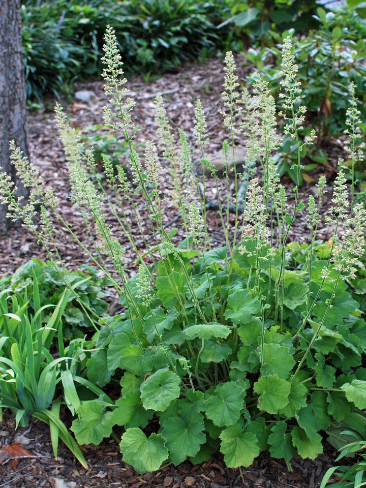 Heuchera villosa 'Autumn Bride' (Coral Bells)