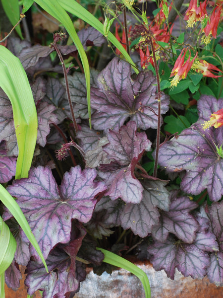 Heuchera x Forever® Purple (Coral Bells)