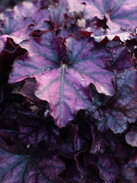 Heuchera Indian Summer ‘Mulberry’ (Coral Bells)