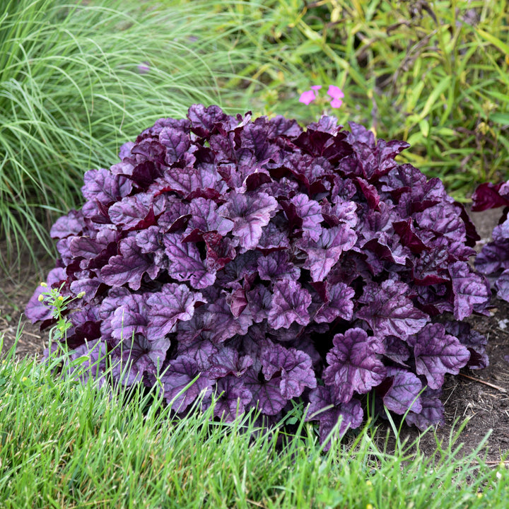 Heuchera x ‘Wildberry’ (Dolce® Collection Coral Bells)