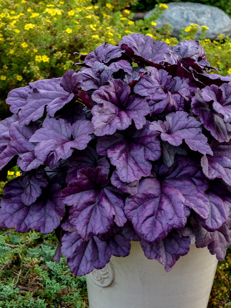 Heuchera x ‘Wildberry’ (Dolce® Collection Coral Bells)