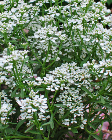 Iberis sempervirens ‘Snow Flurries’ (Candytuft)