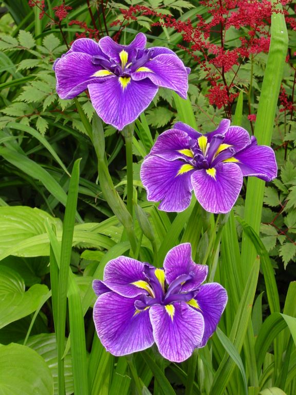 Iris ensata ‘Katy Mendez' (Japanese Iris)