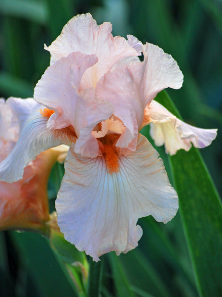 Iris g. 'Pink Attraction' (Tall Bearded Iris)