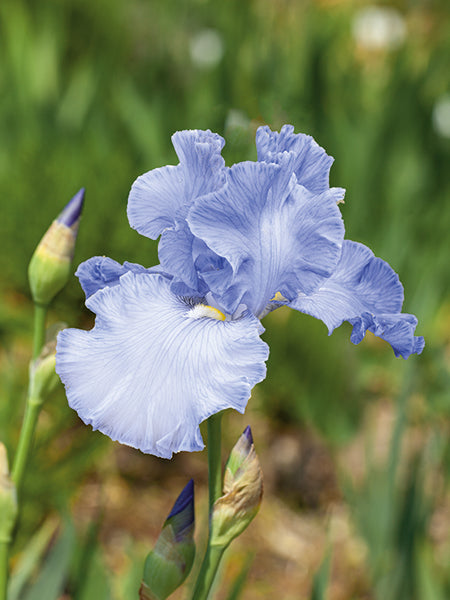 Iris g. ‘Sea of Love’ (German Iris)