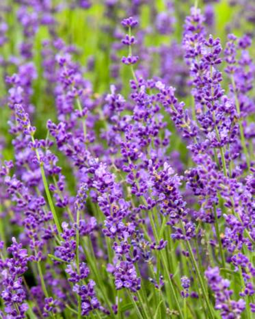 Lavandula angustifolia ‘Imperial Gem’ (English Lavender)