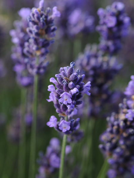 Lavandula angustifolia ‘SuperBlue’ (English Lavender)