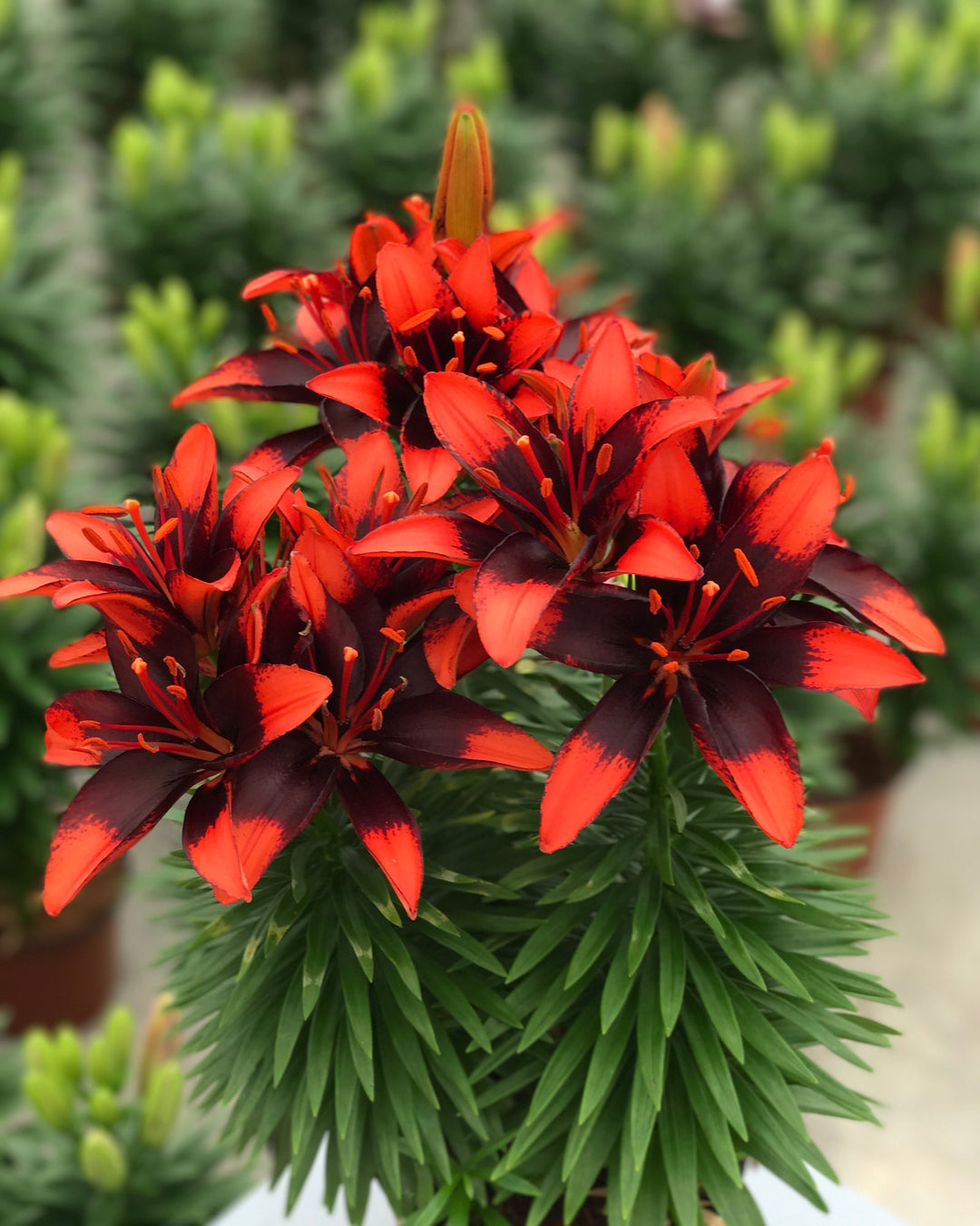 Lilium Lily Looks™ ‘Tiny Ink’ (Dwarf Asiatic Hardy Lily)