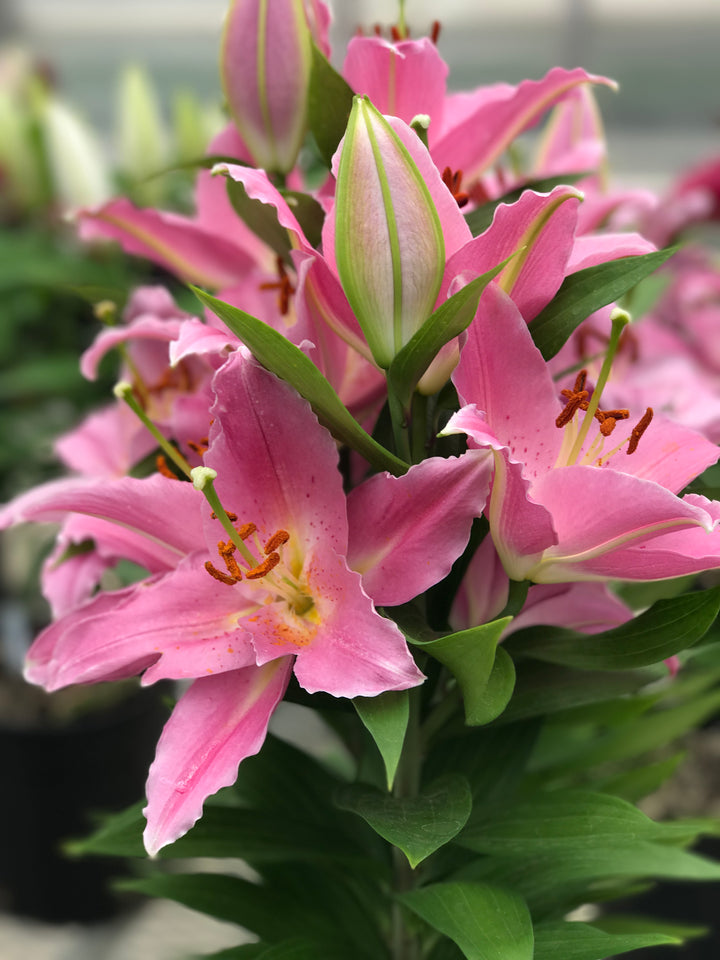 Lilium O. ‘Sunny Camino’ (Lily Looks™ Dwarf Oriental Hardy Lily)