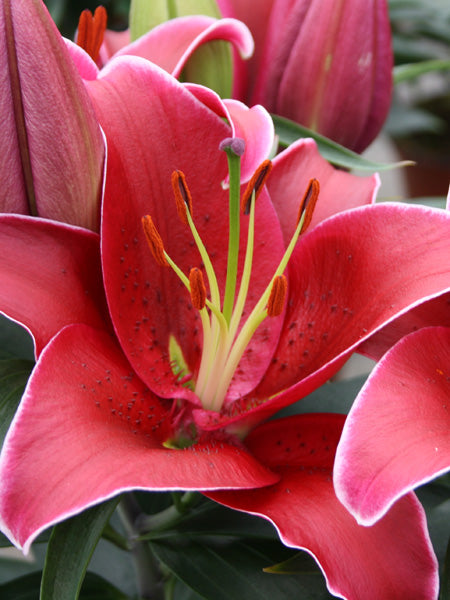 Lilium O. 'Sunny Keys' (Lily Looks™ Dwarf Oriental Hardy Lily)