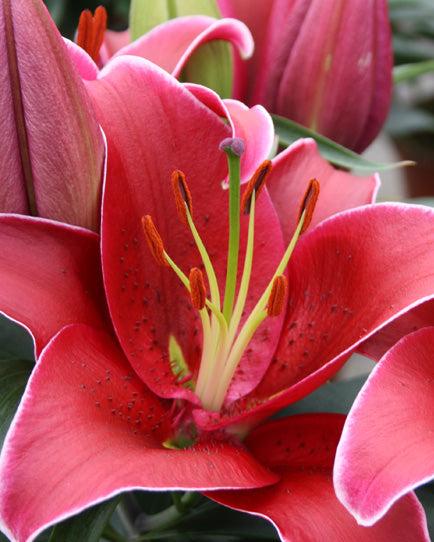 Lilium O. 'Sunny Keys' (Lily Looks™ Dwarf Oriental Hardy Lily)