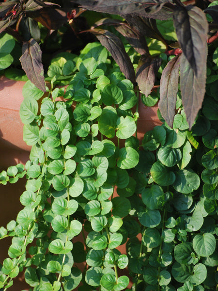 Lysimachia nummularia (Creeping Jenny)